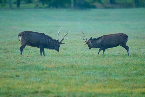 Sika deer (Cervus nippon), two sika deer during the rutting season, with raised antlers on a green