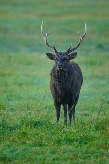 Sika deer (Cervus nippon), with antlers standing in a meadow in the morning, in nature, Germany