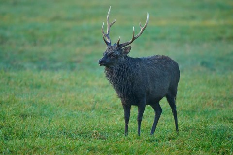 Sika deer (Cervus nippon), with antlers in a meadow at dawn, natural background, Germany