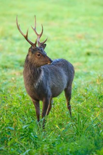 Sika deer (Cervus nippon), in tall grass, attentively observing the surroundings, Germany