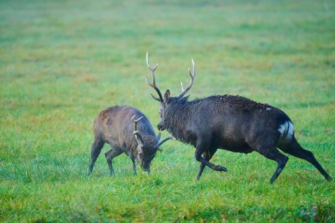 Sika deer (Cervus nippon), two sika deer during the rutting season, fighting, Germany