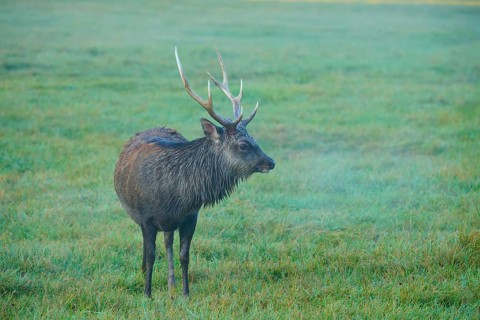 Sika deer (Cervus nippon), standing alone in a foggy meadow, Germany