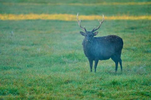 Sika deer (Cervus nippon), with magnificent antlers in the morning mist in a meadow, Germany