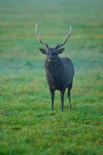 Sika deer (Cervus nippon), at dusk on a green meadow with majestic antlers, Germany
