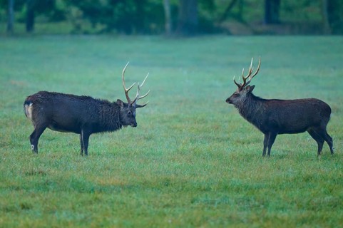 Sika deer (Cervus nippon), two sika deer during the rutting season, on a wide, green meadow,