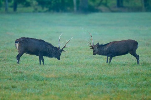 Sika deer (Cervus nippon), two sika deer during the rutting season with lowered heads on a green