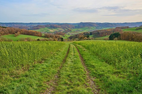 Ruts lead through green fields in an expansive landscape, Winterkasten, Lindenfels, Bergstrasse