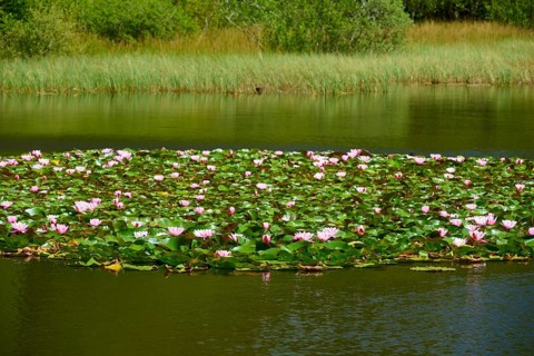 Lush water lily bloom on a quiet lake surrounded by dense vegetation, Mülbener See, Mülben,