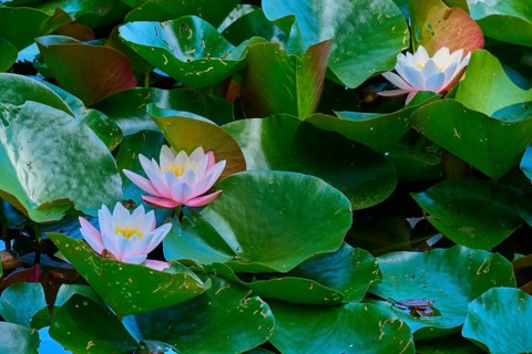 White and pink water lilies blooming on dense green leaves in the pond, Mülbener See, Mülben,