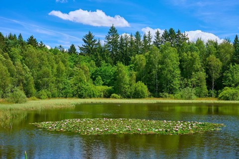 Tranquil lake with water lilies surrounded by dense forests under a clear blue sky, Mülbener See,