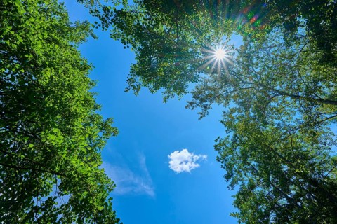 View through treetops to the sky, sunbeams breaking through the dense foliage, Mülbener See,