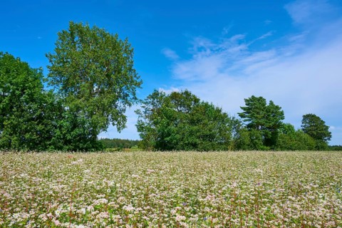 Buckwheat (Fagopyrum esculentum), field under a clear blue sky and surrounded by trees, Mülben,