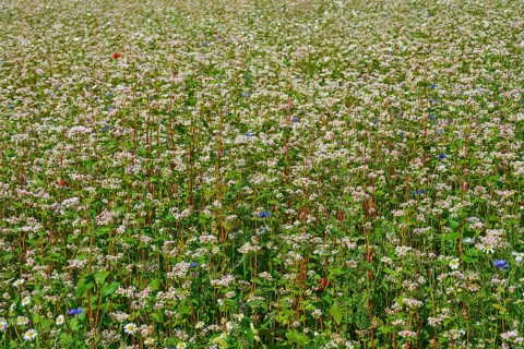 Buckwheat (Fagopyrum esculentum), close-up view of a dense field full of flowering plants, Mülben,