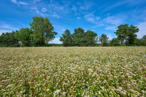 Buckwheat (Fagopyrum esculentum), field under blue sky, surrounded by trees, Mülben, Waldbrunn,