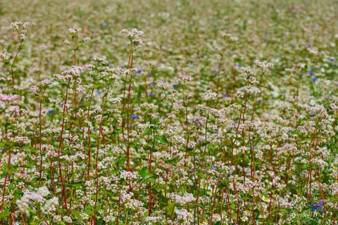 Dense field of flowering buckwheat (Fagopyrum esculentum), with bright flora, Mülben, Waldbrunn,