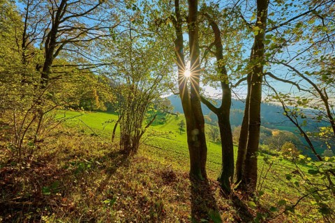 Sunbeams fall through the leaves of a forest and create a peaceful, shady ambience, Vöckelsbach,