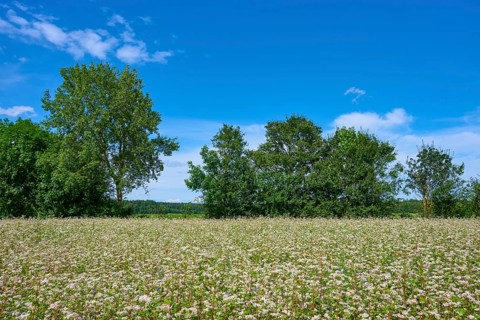 Buckwheat (Fagopyrum esculentum), in the sunshine, trees in the background, blue sky, Mülben,