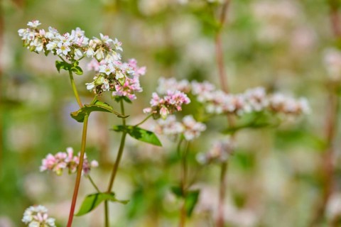 Buckwheat (Fagopyrum esculentum), flowers in pastel colours in close-up with blurred background,