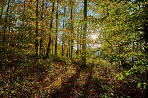 Autumn sunlight penetrates the trees of a forest and creates a quiet, warm atmosphere, Vöckelsbach,