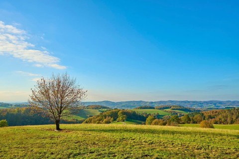 Single tree on a wide meadow under a clear blue sky, Vöckelsbach, Mörlenbach, Bergstrasse district,