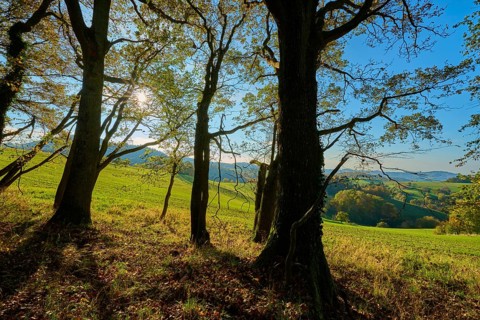 Trees cast shadows in a meadow under sunny sky, Vöckelsbach, Mörlenbach, Bergstrasse district,