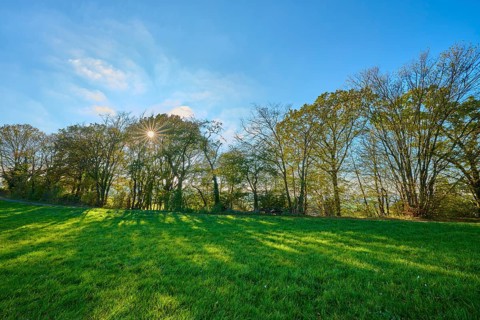 Rays of sunlight penetrate a row of trees casting shadows on a green meadow, Vöckelsbach,