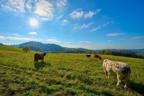 Cows grazing under the bright sun on a wide, green pasture field with a picturesque landscape,