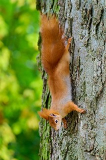 Eurasian squirrel (Sciurus vulgaris), climbing upside down on a tree trunk, surrounded by green