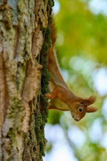 Eurasian squirrel (Sciurus vulgaris), climbing upside down on a tree, surrounded by green nature,