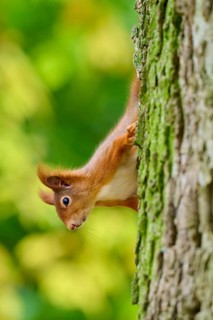 Eurasian squirrel (Sciurus vulgaris), peering upside down from a tree into a living forest, Germany