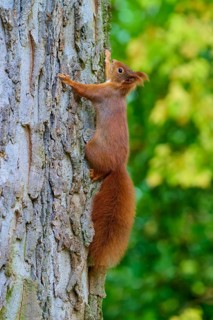 Eurasian squirrel (Sciurus vulgaris), clinging to a tree trunk, surrounded by greenery, Germany