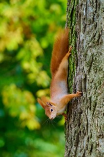 Eurasian squirrel (Sciurus vulgaris), vivaciously climbing a tree upside down, framed by autumn