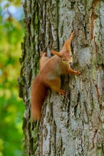 Eurasian squirrel (Sciurus vulgaris), climbing sideways on a tree with an expressive gaze, Germany