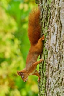 Eurasian squirrel (Sciurus vulgaris) climbing a tree upside down in an autumn environment, Germany