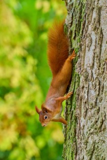 Eurasian squirrel (Sciurus vulgaris), climbing attentively upside down on a tree, Germany