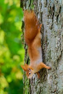 Eurasian squirrel (Sciurus vulgaris), showing skilful agility while climbing upside down on a tree