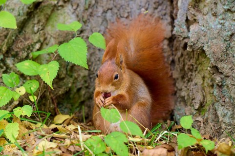 Eurasian squirrel (Sciurus vulgaris), sitting on a tree trunk, nibbling on a nut in autumn forest,