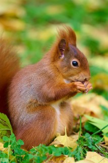 Eurasian squirrel (Sciurus vulgaris), sitting on the ground and holding something in its paws