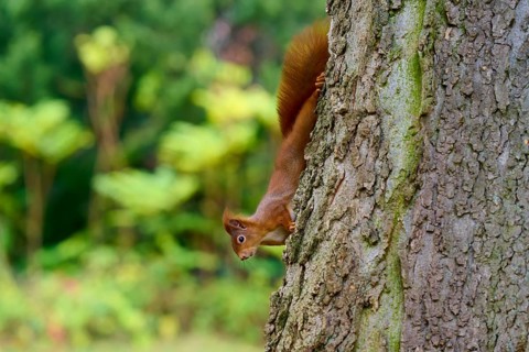 Eurasian squirrel (Sciurus vulgaris), exploring upside down tree trunk with green background,