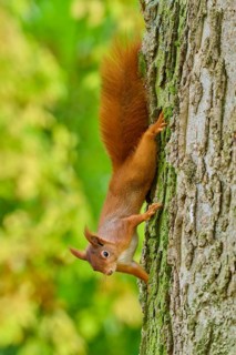 Eurasian squirrel (Sciurus vulgaris), climbing upside down on a tree trunk in an autumn forest,