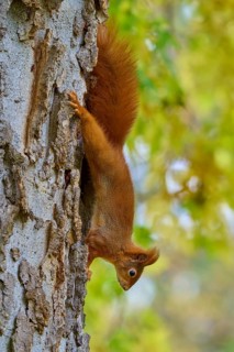 Eurasian squirrel (Sciurus vulgaris), climbing upside down on a tree in the forest, Germany