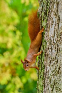 Eurasian squirrel (Sciurus vulgaris), climbing headfirst down a tree trunk, Germany