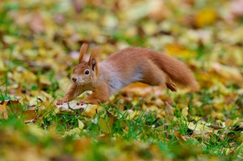 Eurasian squirrel (Sciurus vulgaris), leaping briskly over the ground covered with autumn leaves,