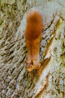 Eurasian squirrel (Sciurus vulgaris), looking down from above, on a structured tree trunk, Germany