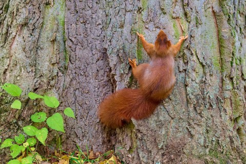 Eurasian squirrel (Sciurus vulgaris), clinging to the rough bark of a tree trunk in the forest,
