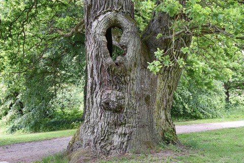 Old English oak, German oak, Eichenbrüder, (Quercus robur) in Putbus Castle Park, Rügen,