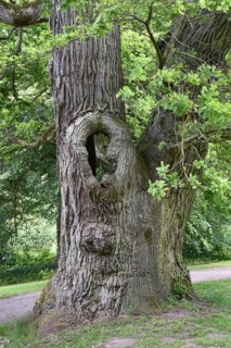 Old English oak, German oak, Eichenbrüder, (Quercus robur) in Putbus Castle Park, Rügen,