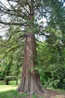 Old sequoia tree (Sequoioideae) in Putbus Castle Park, Rügen, Mecklenburg-Western Pomerania,