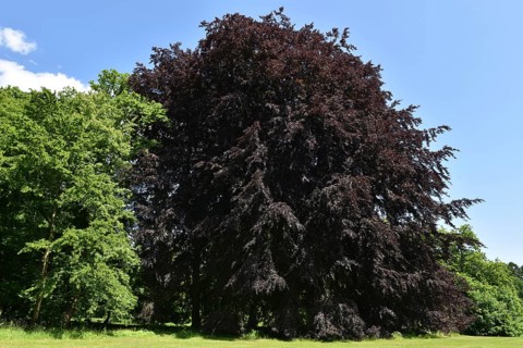 Old copper beech, (Fagus sylvatica f. purpurea) in Putbus Castle Park, Rügen, Mecklenburg-Western