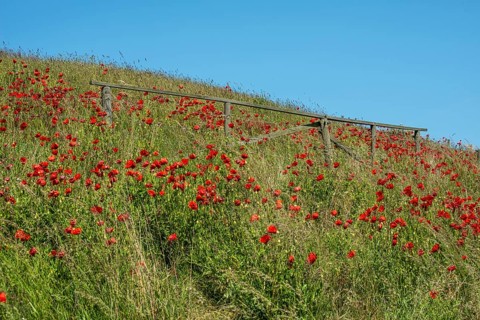 Flowering poppies on the slopes of Kåseberga ridge, Kåseberga, Ystad municipality, Skåne county,